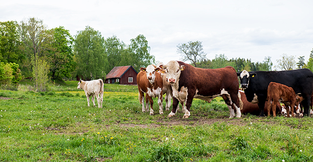 Abbotnäs Säteri
